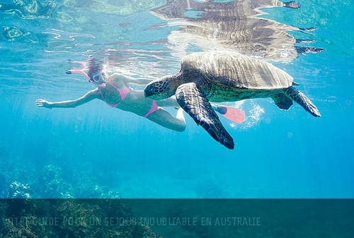 Surf, terres rouges et koalas : envolez-vous pour l'Australie